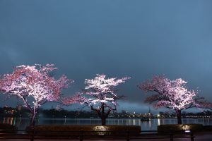 千波湖　桜　1　230326 (1 - 1)